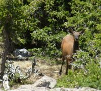 Curious elk